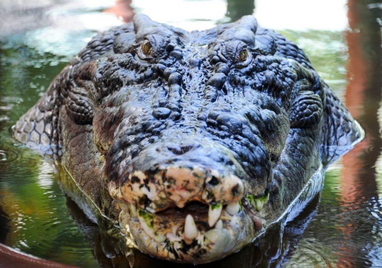 Meet world’s biggest crocodile ‘Cassius’ – the 120-year-old beast who rampaged across Oz attacking boats & stalking cows