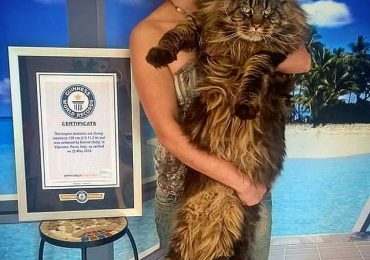 Meet world’s biggest cat ‘Barivel’ – the 3ft 11in feline who needs walking in BUGGY… and people think he’s photoshopped