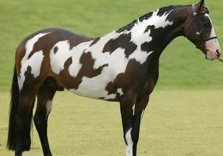 You have the brain of a genius if you can spot the second horse in this optical illusion in just 11 seconds