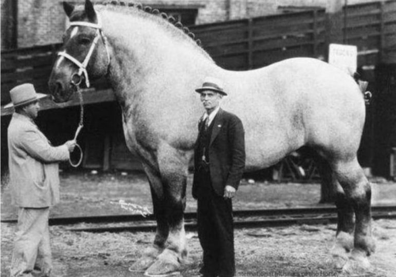 World’s biggest horse ‘Sampson the Mammoth’ weighed as much as a car and each of his legs was as big as a grown man