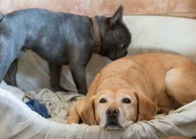 What to Do if Your Pet Dies at Home