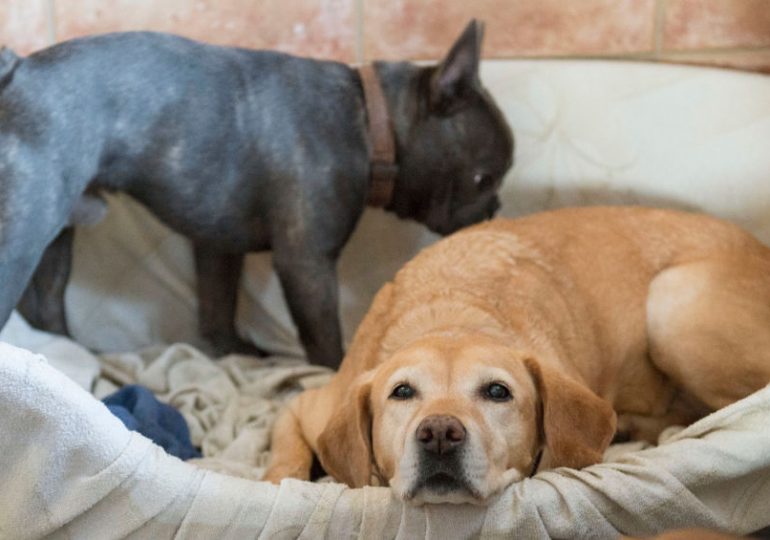 What to Do if Your Pet Dies at Home