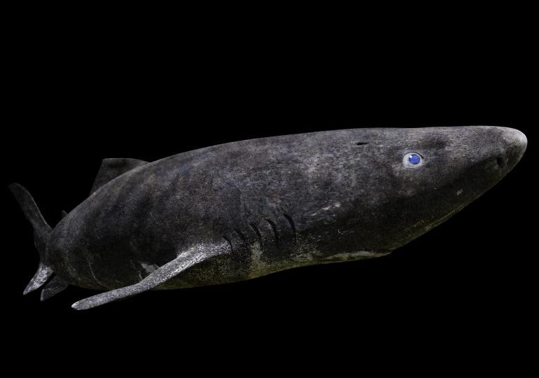 How mysterious & elusive 500-year-old ‘invincible’ polar SHARK may hold secret to extending human life