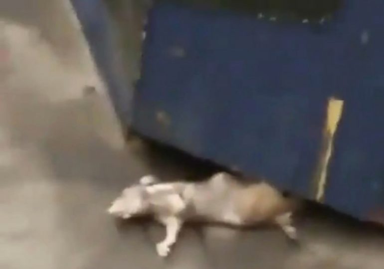 Watch horror moment subway rat is mysteriously snatched into darkness…before ANOTHER terrifying beast rears its head