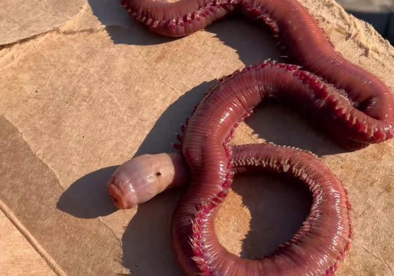 Terrifying alien-like sea beast is spotted by whale watchers – who say it’s ‘like something out of Twilight Zone’