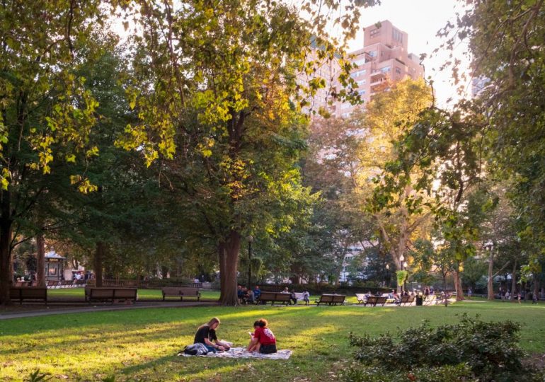 The Critical Role Trees Play During Heat Waves