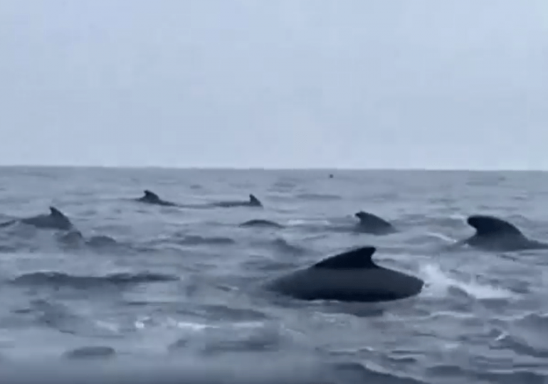 Nerve-wracking moment Brit rower is swarmed by ‘a THOUSAND’ whales rocking boat as he says ‘I love it but I’m scared’