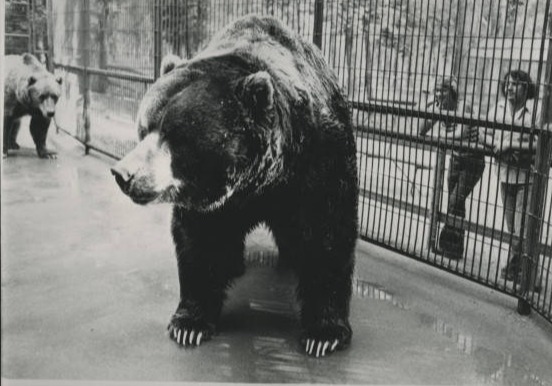 World’s biggest bear ‘Clyde’ weighed over 2,000lbs and was 9ft tall – and lived with best mate ‘Bonnie’