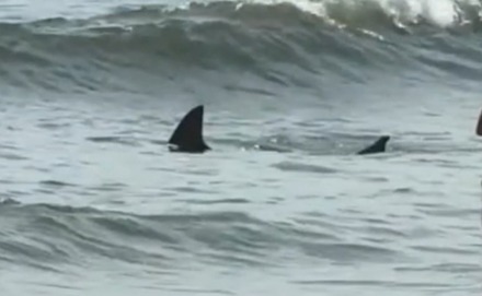 Watch moment massive shark prowls shallows in front of horrified beachgoers with children just metres from the shore