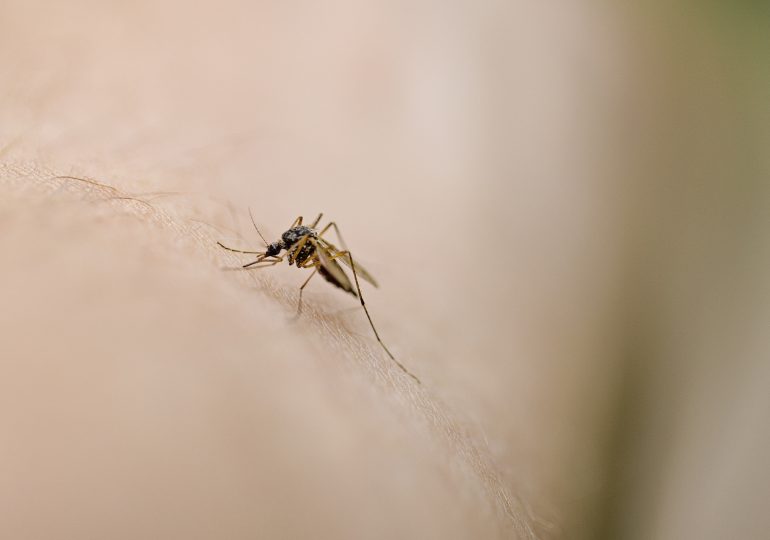 New Hampshire Resident Dies After Testing Positive for Mosquito-Borne Encephalitis Virus