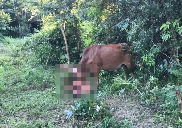 Shocking vid shows naked tourist ‘who tried to rape a cow’ get GORED by beast before he’s arrested in Thailand