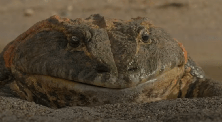 Weirdest fossil ever the ‘Beelze-frog’ was giant dog-sized toad that ate baby dinosaurs & had bite as strong as a TIGER