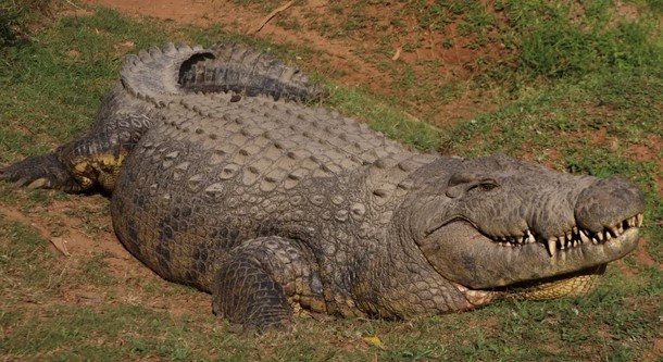 Meet world’s oldest crocodile Henry – a 16ft, 118 stone monster who has six wives & has fathered 7,000 babies