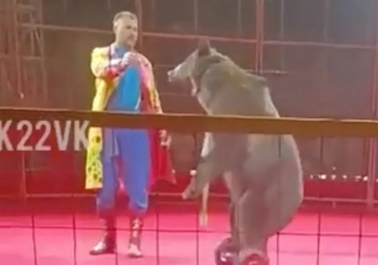 Terrifying moment hoverboard-riding circus bear ATTACKS handler during show in front of screaming families