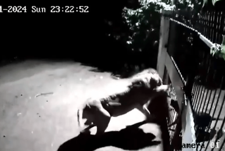 Watch incredible moment two pet DOGS fight off pair of lions to protect their home in CCTV footage