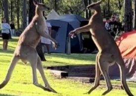 Watch shocking moment two butch kangaroos have a brutal scrap in campsite in Australia in front of stunned families