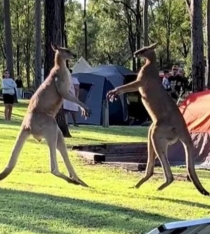 Watch shocking moment two butch kangaroos have a brutal scrap in campsite in Australia in front of stunned families