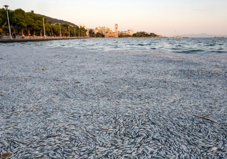 Horror as millions of dead fish wash up along holiday coast in Greece as ‘overwhelming stench’ sends tourists fleeing