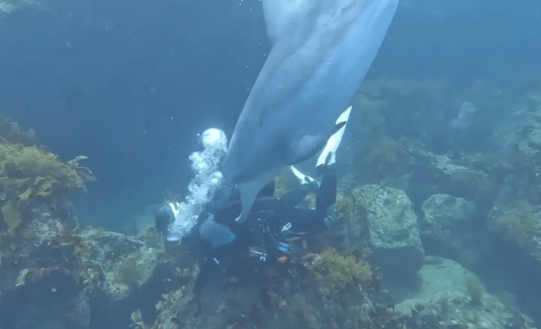 Randy sex pest dolphin Suzu terrorising swimmers & biting their fingers off as he tries to ROMP with any human in sight