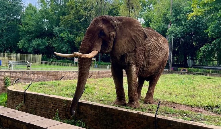 Charlie the world’s saddest elephant who was captured for circus & watched pals & only calf die finally FREE after 40yrs