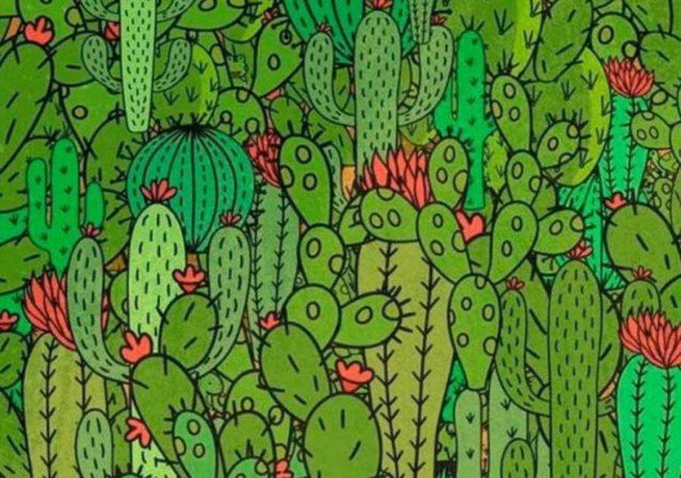 Everyone can see the cacti but you need 20/20 vision to spot the three hidden animals in under 13 seconds