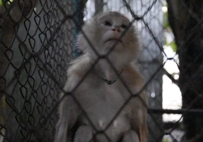 Tragic vid goes inside ‘hellhole’ zoo with monkeys chained by necks in tiny trash-filled cages & deer knee-deep in filth