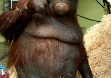 World’s fattest orangutan Oshine ballooned to 15st on diet of jelly & marshmallows – before miraculous weight loss