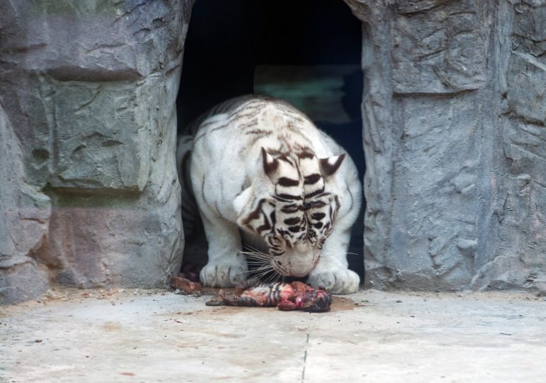 Inside world’s worst zoo in North Korea where tigers & bears fight to death & starving animals are locked in tiny cages