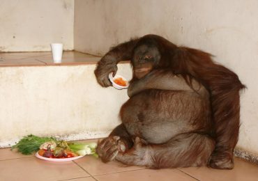 How the world’s fattest orangutan Oshine became ‘morbidly obese’ after gorging herself on sweets & marshmallows