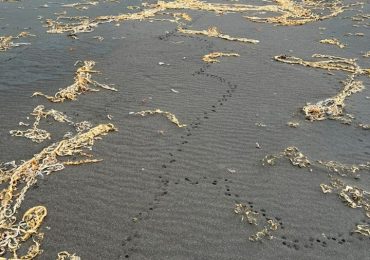 Mysterious footprints in black sand could spell plague DOOM for tiny remote islands dubbed the ‘Galapagos of the North’