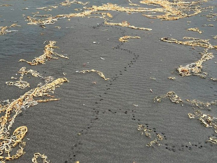 Mysterious footprints in black sand could spell plague DOOM for tiny remote islands dubbed the ‘Galapagos of the North’