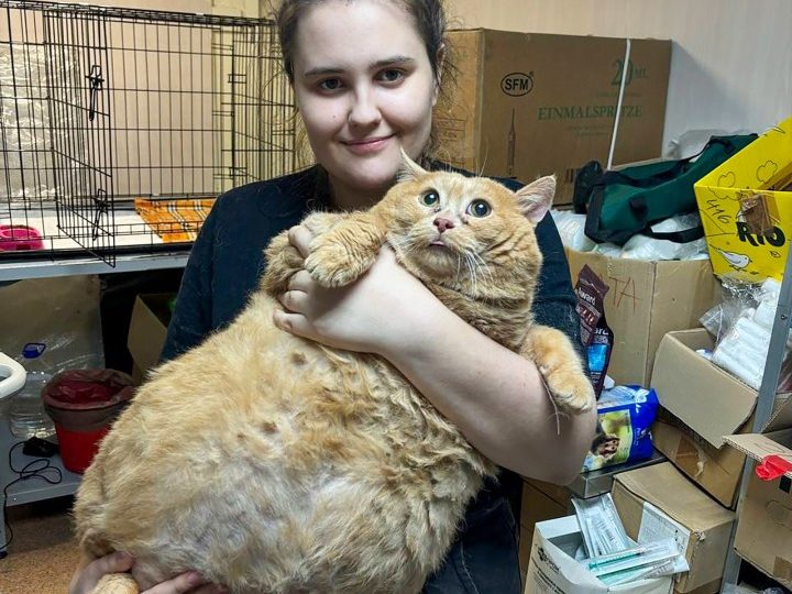 Massive 38lb cat named Crumbs who is ‘too fat to walk’ found living in basement by animal rescuers & put on strict diet