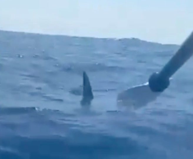 Watch moment kayaker fights off hammerhead shark using his paddle after beast stalked him off Canary Islands