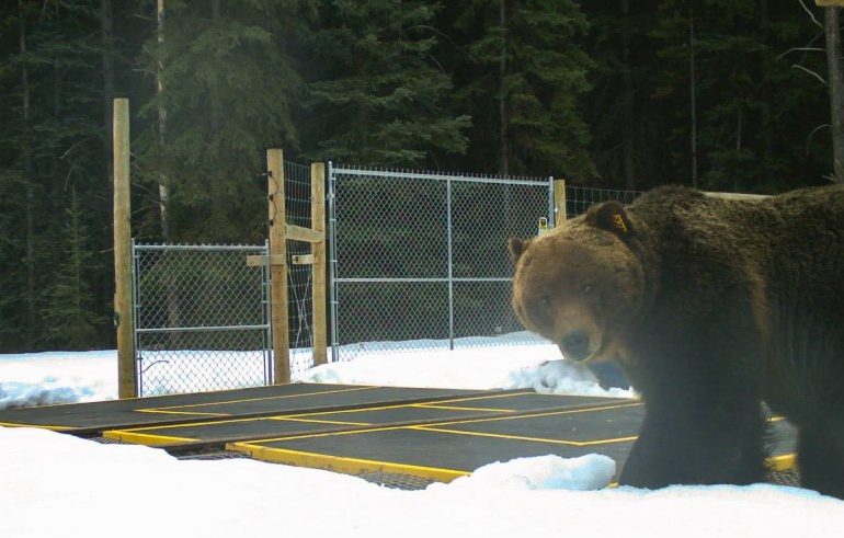 How world’s toughest 600lb cannibal bear ‘The Boss’ survived being hit by a train TWICE & became king of the forest