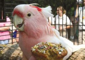 Meet world’s oldest cockatoo Cookie who performed at zoo for 75 years – but pink parrot’s exact age will never be known