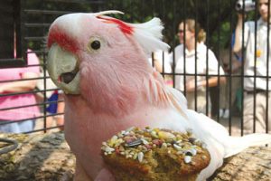 Meet world’s oldest cockatoo Cookie who performed at zoo for 75 years – but pink parrot’s exact age will never be known