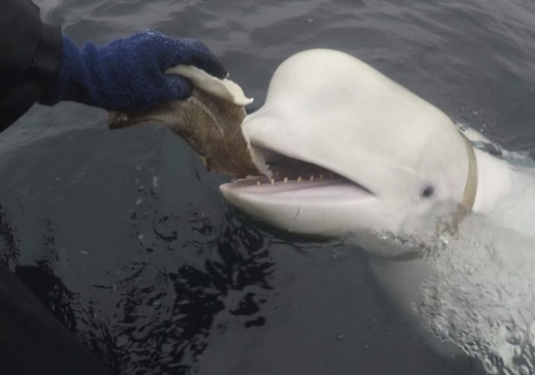 Hvaldimir, a Beluga Whale Suspected to Be a Russian Spy, Was Mysteriously Found Dead