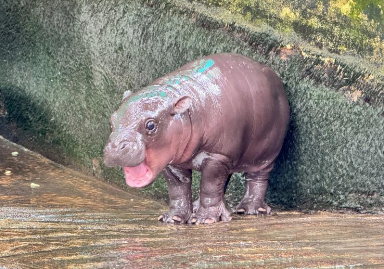 She’s an Icon, She’s a Legend, and She Is the Moment. Meet Viral Baby Hippo Moo Deng