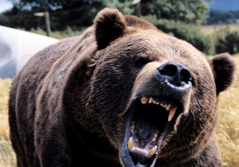 Dad & son mauled to death by massive bear as beast broke into their home after slaughtering 35 dogs at nearby shelter