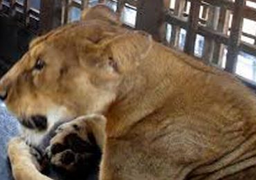 Zookeeper mauled to death by lion in front of horrified guests after leaving the gate open at feeding time