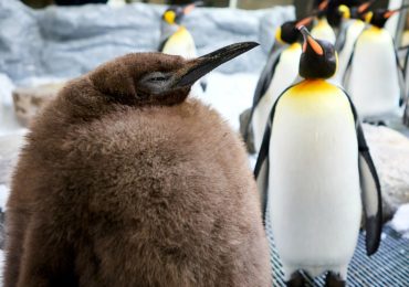 ‘World’s fattest penguin’ Pesto gobbles 25 fish a day, weighs nearly 50lbs…and has people flying 10,500 miles to see him