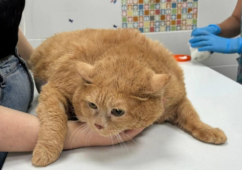 World’s fattest cat Crumbs who weighed 38lbs & was ‘too big to walk’ loses his first kilo after being sent to fat camp