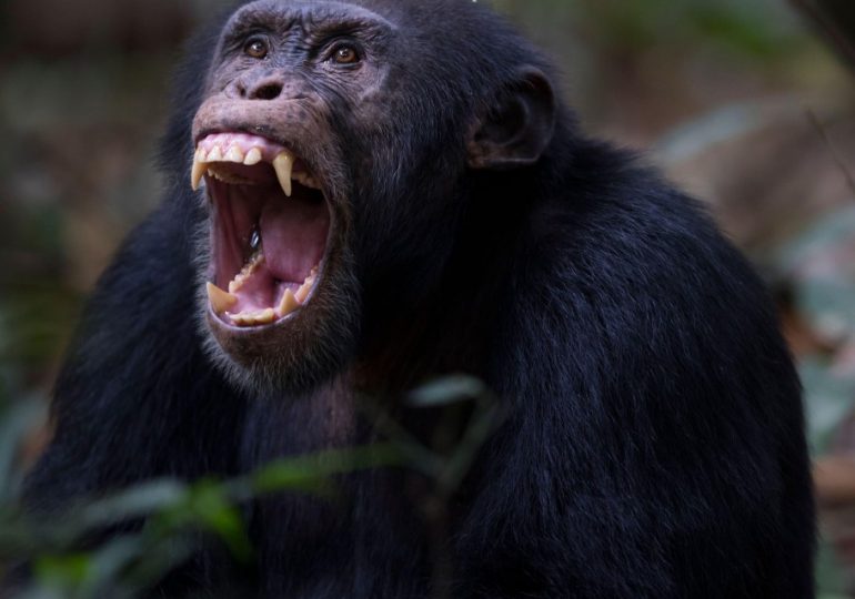 Mob storms ape research centre & set it on fire amid fury after chimp Jeje who ‘no longer fears humans’ kills baby girl