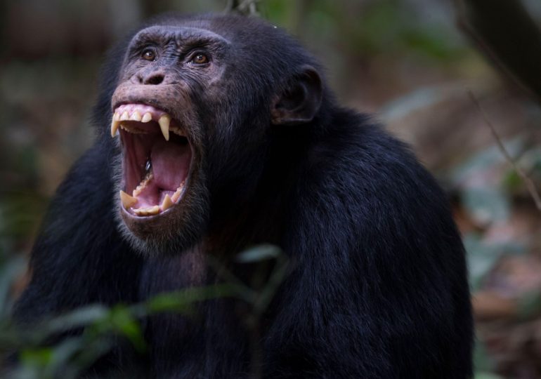 Intelligent chimp Jeje famous for using tools kills human baby ‘using jungle instruments’ after snatching it from mother