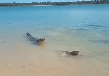 Watch horrifying moment crocodile takes on gang of SHARKS in brutal battle to be king of the beach