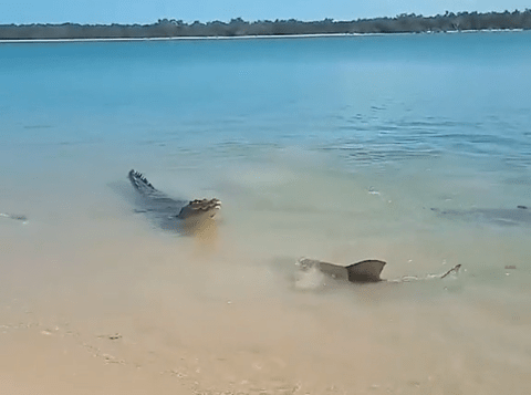 Watch horrifying moment crocodile takes on gang of SHARKS in brutal battle to be king of the beach