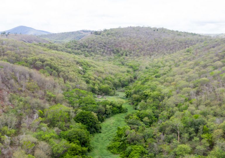 Watch: Farmers Could Be Key To Restoring Brazil’s Forests