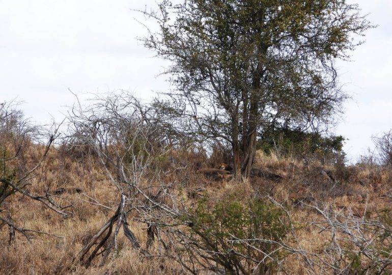 You need 20/20 vision to find the napping lions in the wildlife scene – how many can you spot?