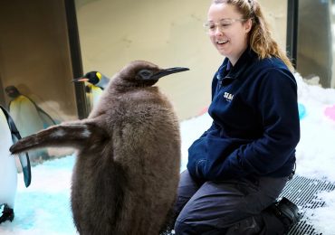 Move Over Moo Deng, Viral Penguin Pesto Is Making Waves