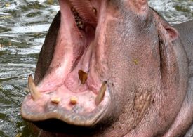 I thought ‘This was it, as no one survives hippo attacks’, says Brit who miraculously survived being mauled in Zambia